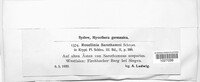 Rosellinia sarothamni image